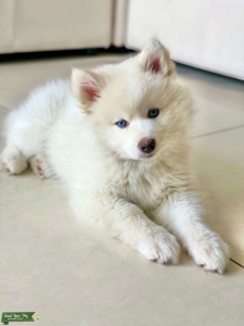 **ALL WHITE BLUE EYES SHOW DOG** Listing Image