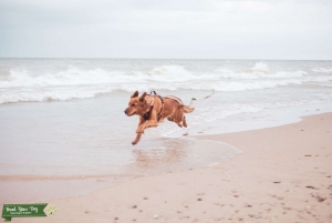 Red Golden Retriever  Listing Image