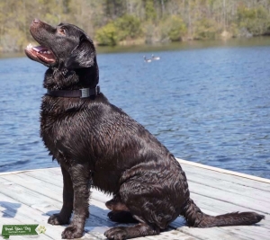 Chilbrook Hamilton AKC Registered with CHIC health number  Listing Image
