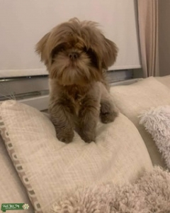 Imperial shih tzu for stud Listing Image