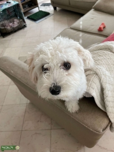 White/Cream Maltipoo Female Listing Image