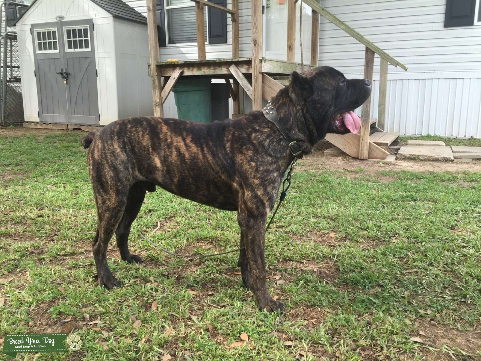 Brindle Cane corso akc/iccf registered stud service Stud Dog in
