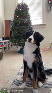 Mini Bernedoodle  Listing Image