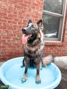 AKC GSD sable  Listing Image