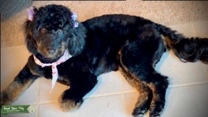 Looking to breed our F1B mini goldendoodle  Listing Image