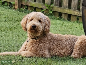 Fb1 Goldendoodle  Listing Image