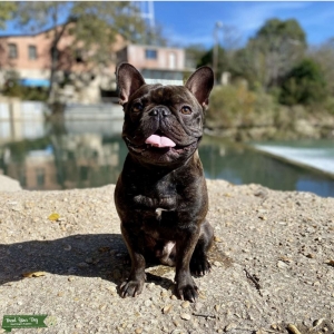 Tri-Carrier French Bulldog *PROVEN* Listing Image