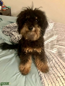 DingDong F1b Mini-Goldendoodle 14lbs - 2yrs - RARE Phantom Point Listing Image