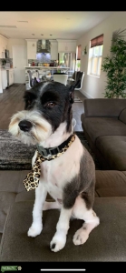 Miniature Schnauzer  Listing Image