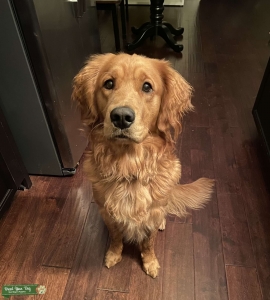 AKC Golden Retriever  Listing Image