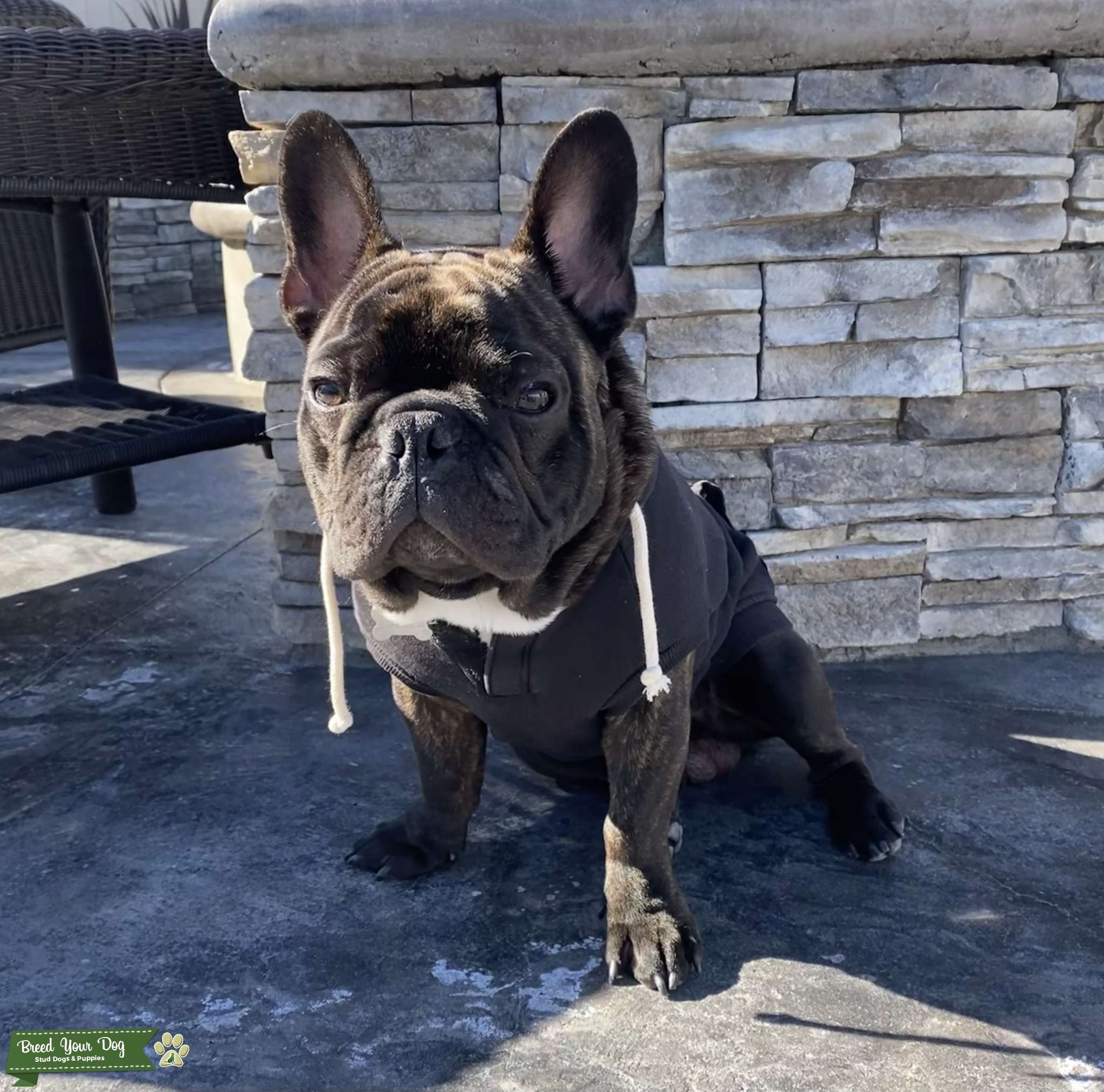 Stud Stud Dog California Breed Your Dog