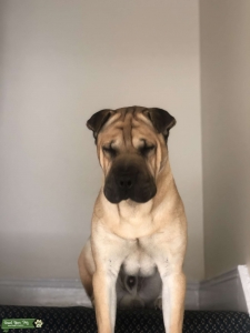 Shar pei x japanese akita stud Listing Image