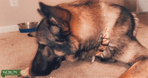 Stud German shepherd Sable Listing Image
