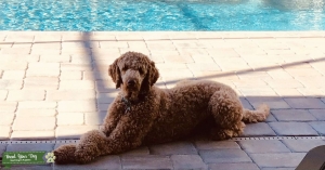Male Goldendoodle  Listing Image