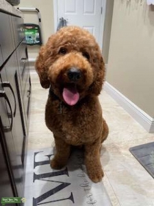 Red F1B Goldendoodle for STUD services  Listing Image