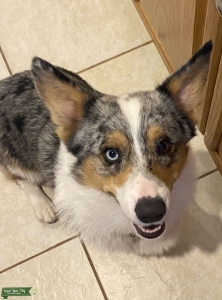 Corgi Listing Image