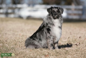 Merle Aussie Stud Listing Image