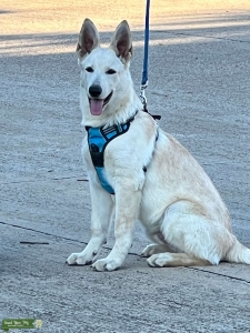 White & Brown German Shepherd  Listing Image