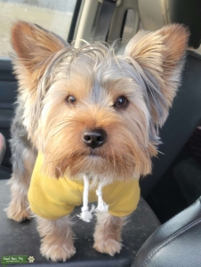 Yorkie stud Listing Image