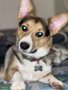 Pembroke Welsh Corgi Stud  Listing Image