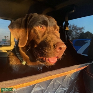 Handsome Boy Listing Image