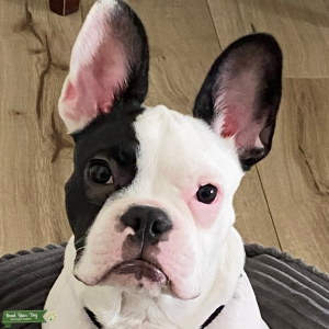 Adorable Male French Bulldog! Listing Image