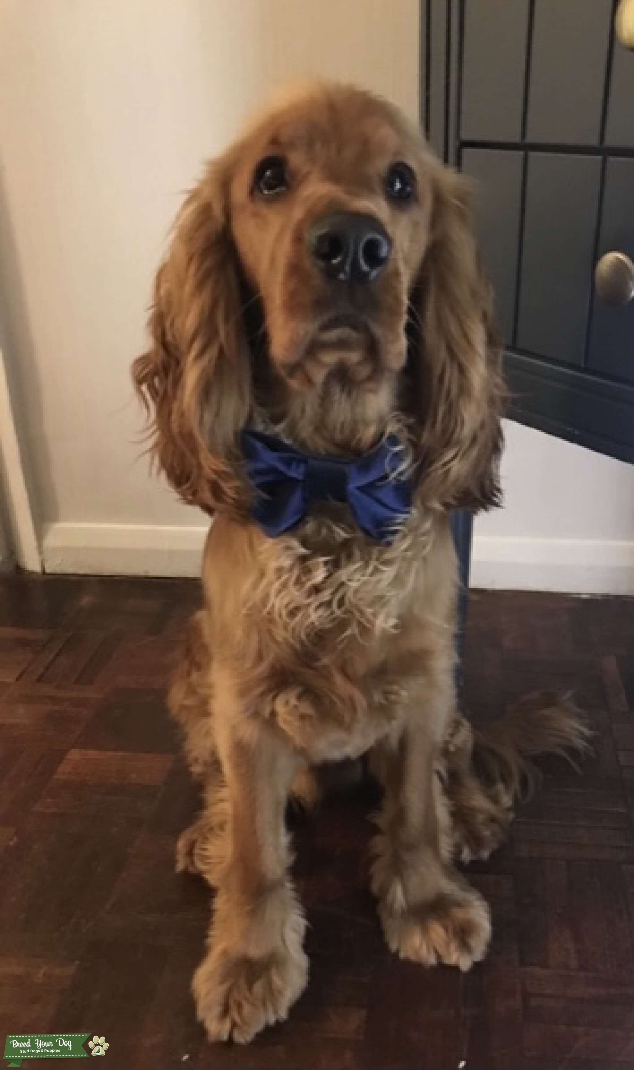 Stunning golden show cocker spaniel Stud Dog Kingston Breed Your Dog