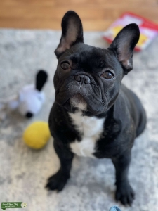 Brindle French bulldog stud Listing Image