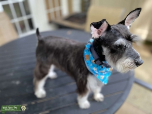 Mini Schnauzer  Listing Image