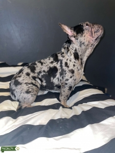 Black Merle French bulldog Listing Image