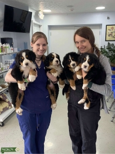 Burmese mountain dog stud Listing Image