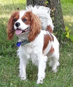 $500 for Proven Purebred Services Listing Image