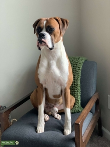 Attractive Fawn & White Boxer Stud Listing Image