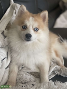 F2 double blue eye male pomsky Listing Image