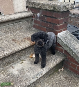 Toy Poodle black male Listing Image