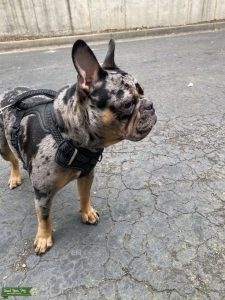 Tri Merle French Bulldog  Listing Image