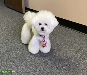 Mini Bichon Frise Listing Image
