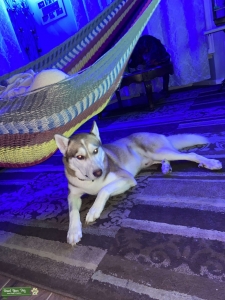 Siberian husky 2 years old stud services  Listing Image