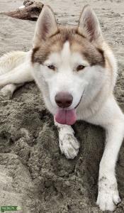 4 Years Siberian Husky white and red color blue/ green eyes goofy and calm Listing Image