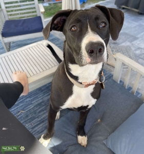 Young female lab/boxer! Perfect health. Listing Image