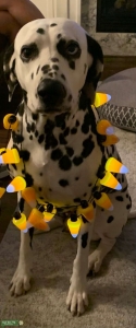 Female Dalmatian  Listing Image