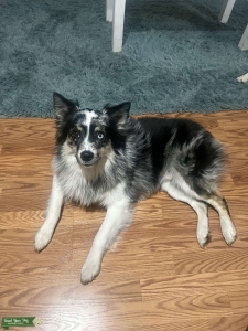 Miniature Blue Merle Australian Shepherd Stud Listing Image