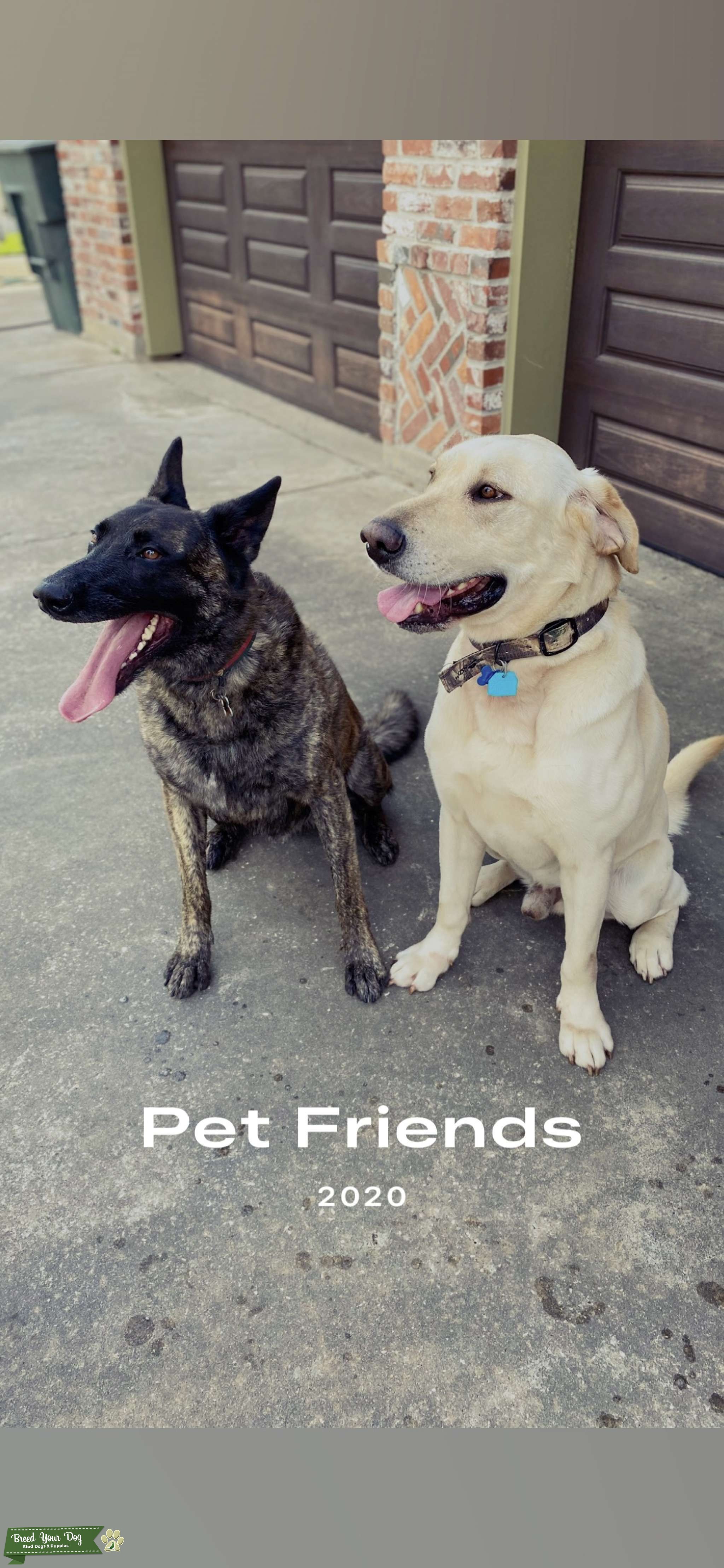 Trevor Stud Dog in Southwest Louisiana , United States Breed Your Dog