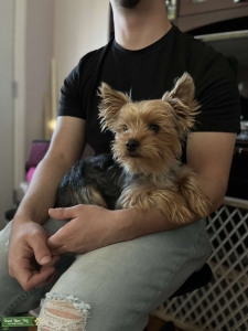 AKC yorkie stud service Listing Image