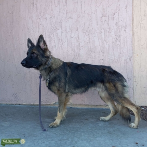 Long coat German shepherd  Listing Image