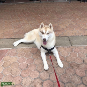 Yellow Siberian Husky Listing Image
