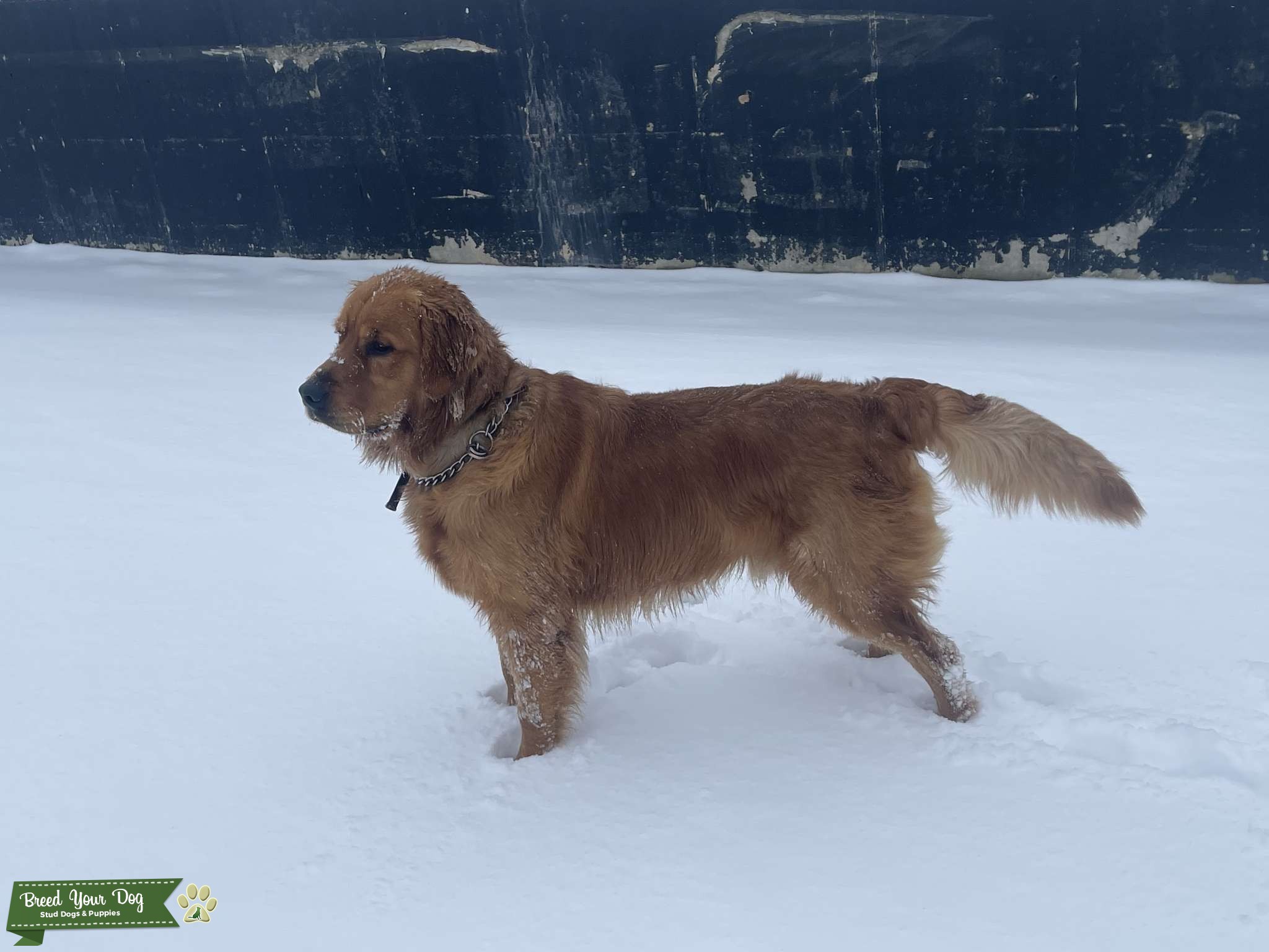 Golden Retriever Stud Stud Dog in Kansas City, the United States