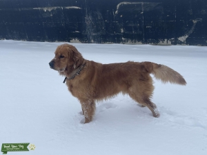 Golden Retriever Stud Listing Image