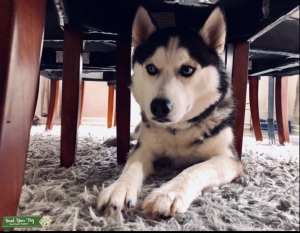 Siberian Husky with double blues Listing Image