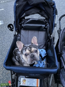 French Bulldog Merle Blue/Tan Listing Image